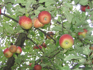 Frhe Apfelernte in den Bornumer Grten